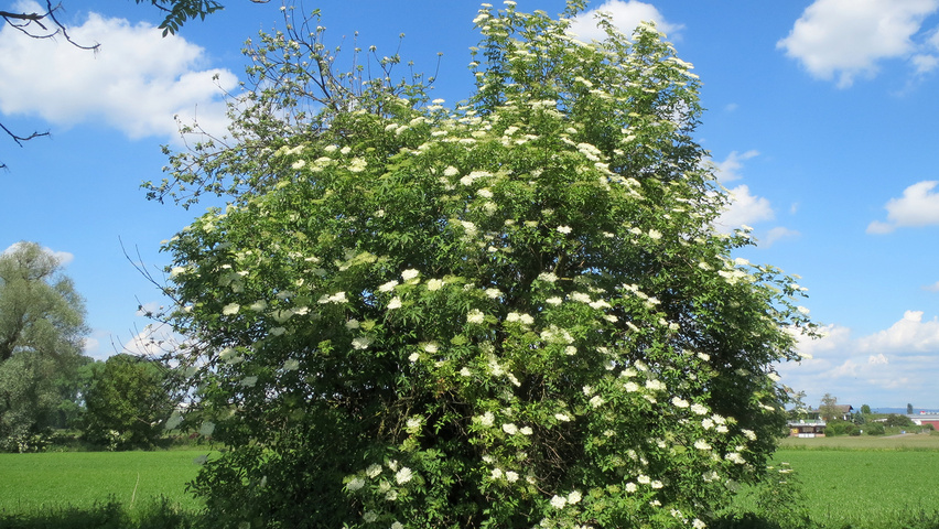 Elder — Herbs | MystiCodex